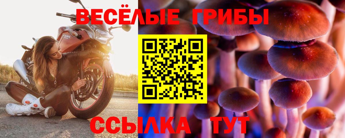 Галлюциногенные грибы Psilocybine cubensis Саяногорск